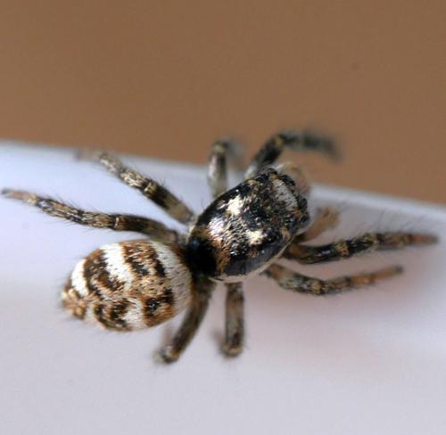 Salticus scenicus